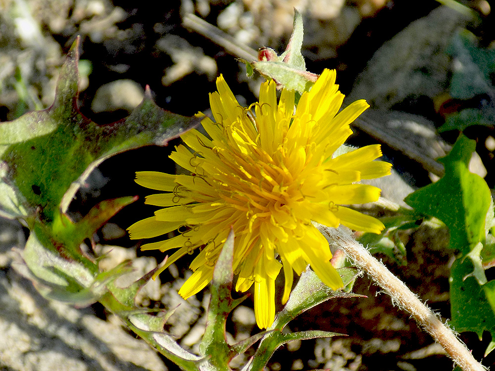 Изображение особи Taraxacum tenuisectum.