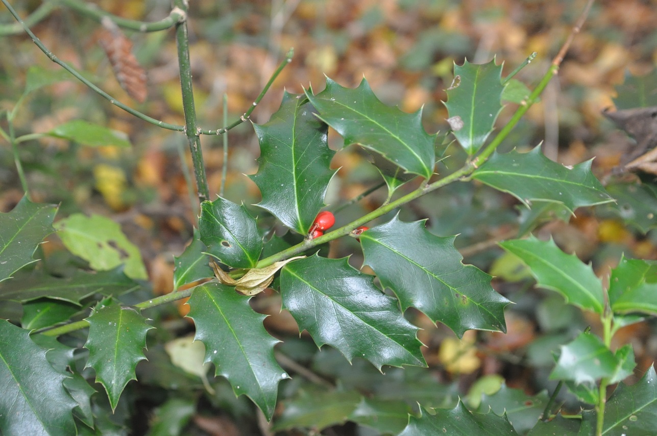 Image of Ilex colchica specimen.