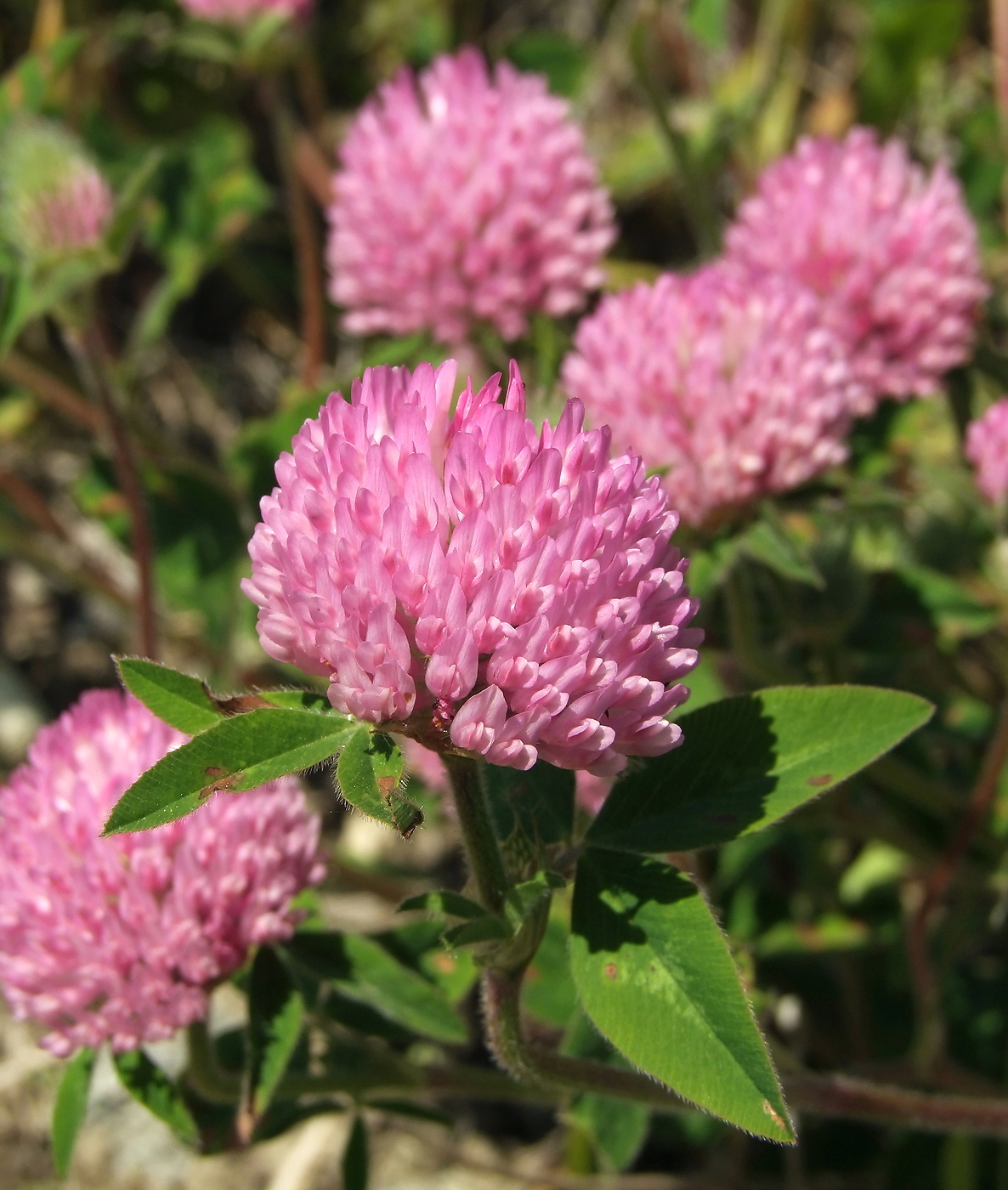 Image of Trifolium pratense specimen.