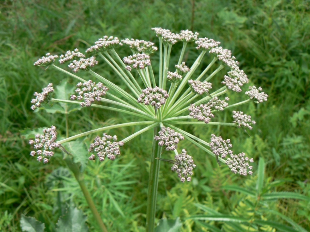 Image of Angelica cincta specimen.