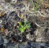 Draba pauciflora. Отцветающее растение с завязавшимися плодами. Карское море, Енисейский зал., о. Северный, каменистый участок. 25.07.2017.