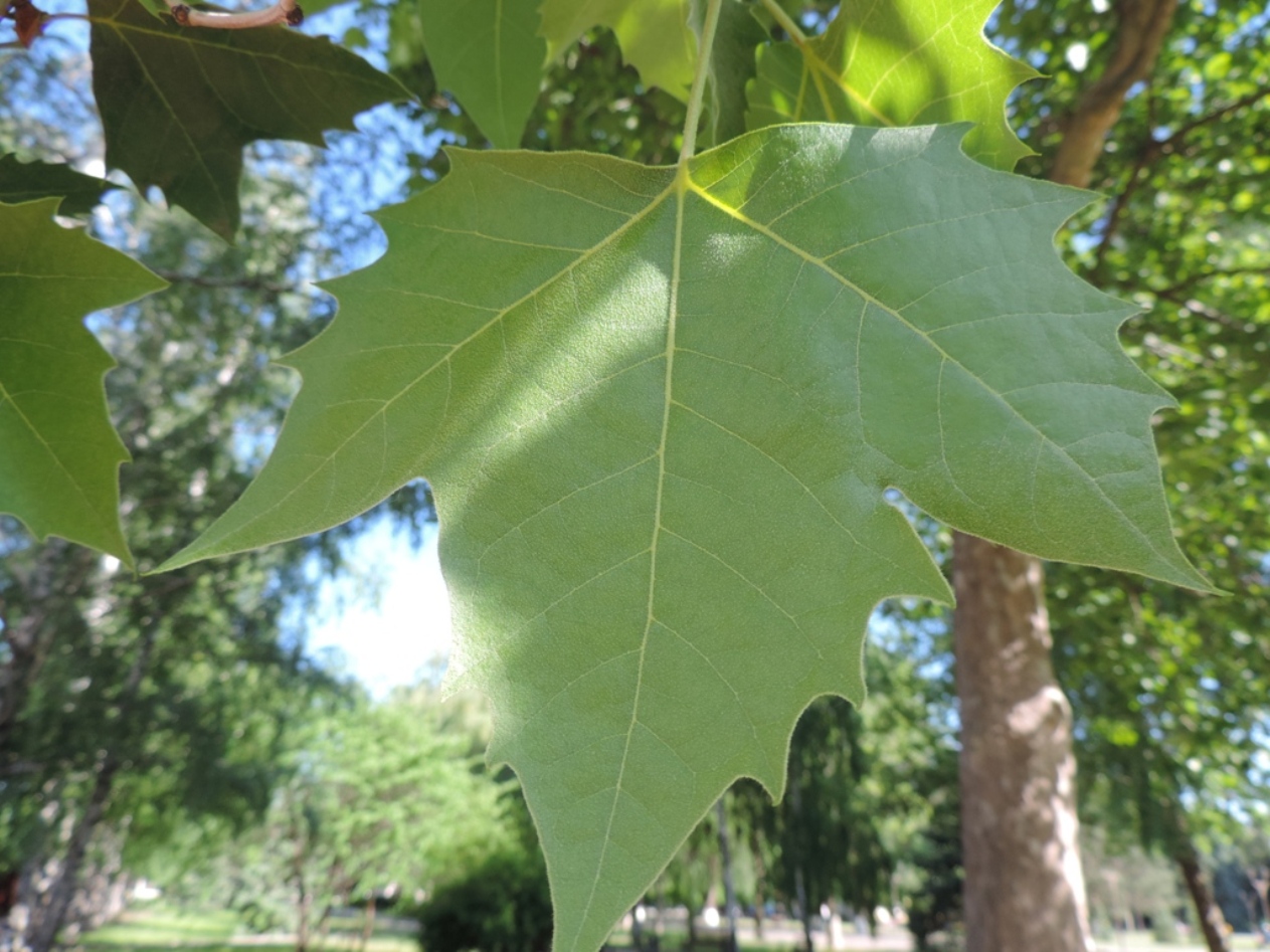 Image of Platanus &times; acerifolia specimen.