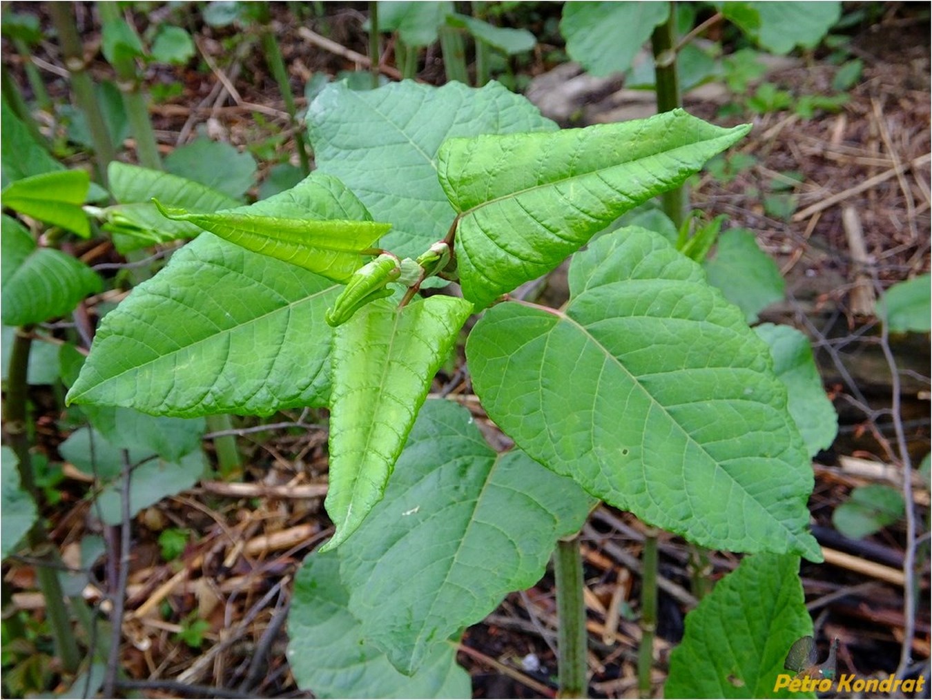 Image of Reynoutria japonica specimen.