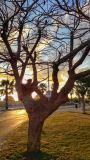 Delonix regia. Крона взрослого дерева с сухими плодами. Израиль, г. Бат-Ям, в озеленении. 04.04.2017.