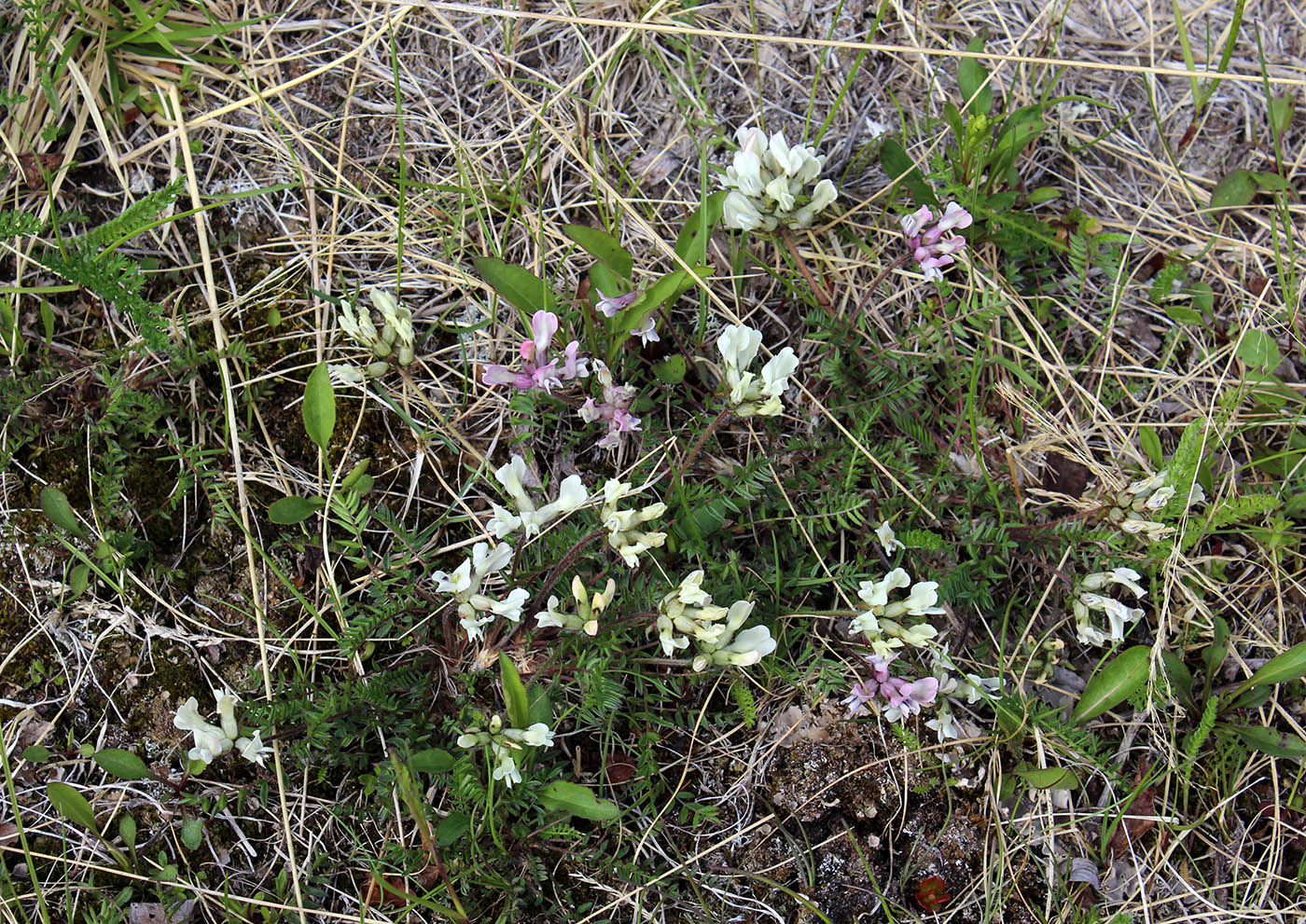 Image of Oxytropis sordida specimen.