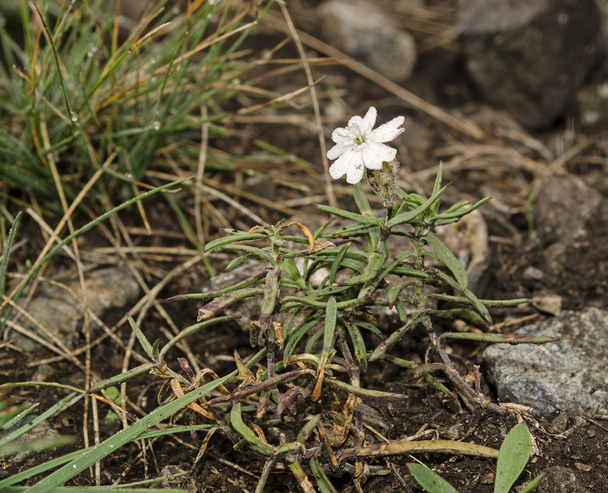 Image of Silene amoena specimen.