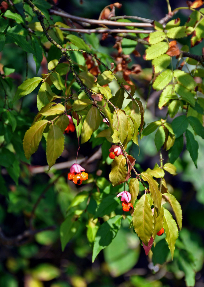 Изображение особи Euonymus verrucosus.