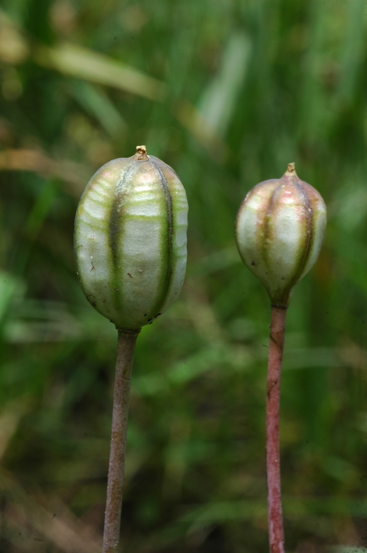 Image of Tulipa turkestanica specimen.