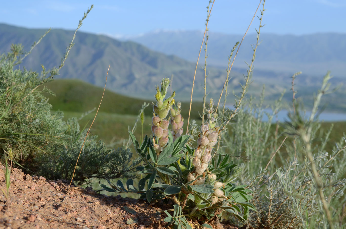 Изображение особи род Astragalus.