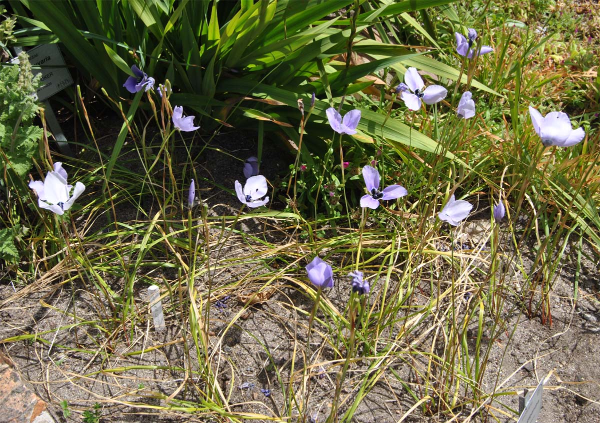 Image of Moraea gigandra specimen.