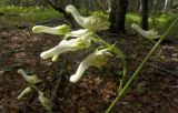 Смотреть изображение Aconitum umbrosum