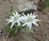 Leontopodium stellatum