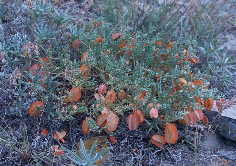 Image of Zygophyllum pinnatum specimen.