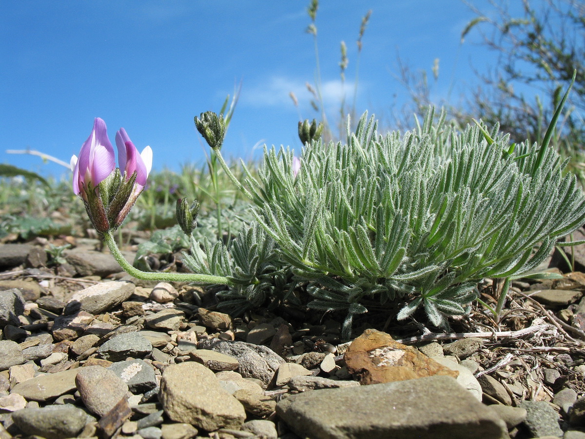 Изображение особи Astragalus falcigerus.