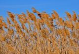 Phragmites australis. Верхушки прошлогодних побегов с соплодиями. Астраханская обл., Астраханский заповедник, Дамчикский участок, берег протоки. 28.04.2019.