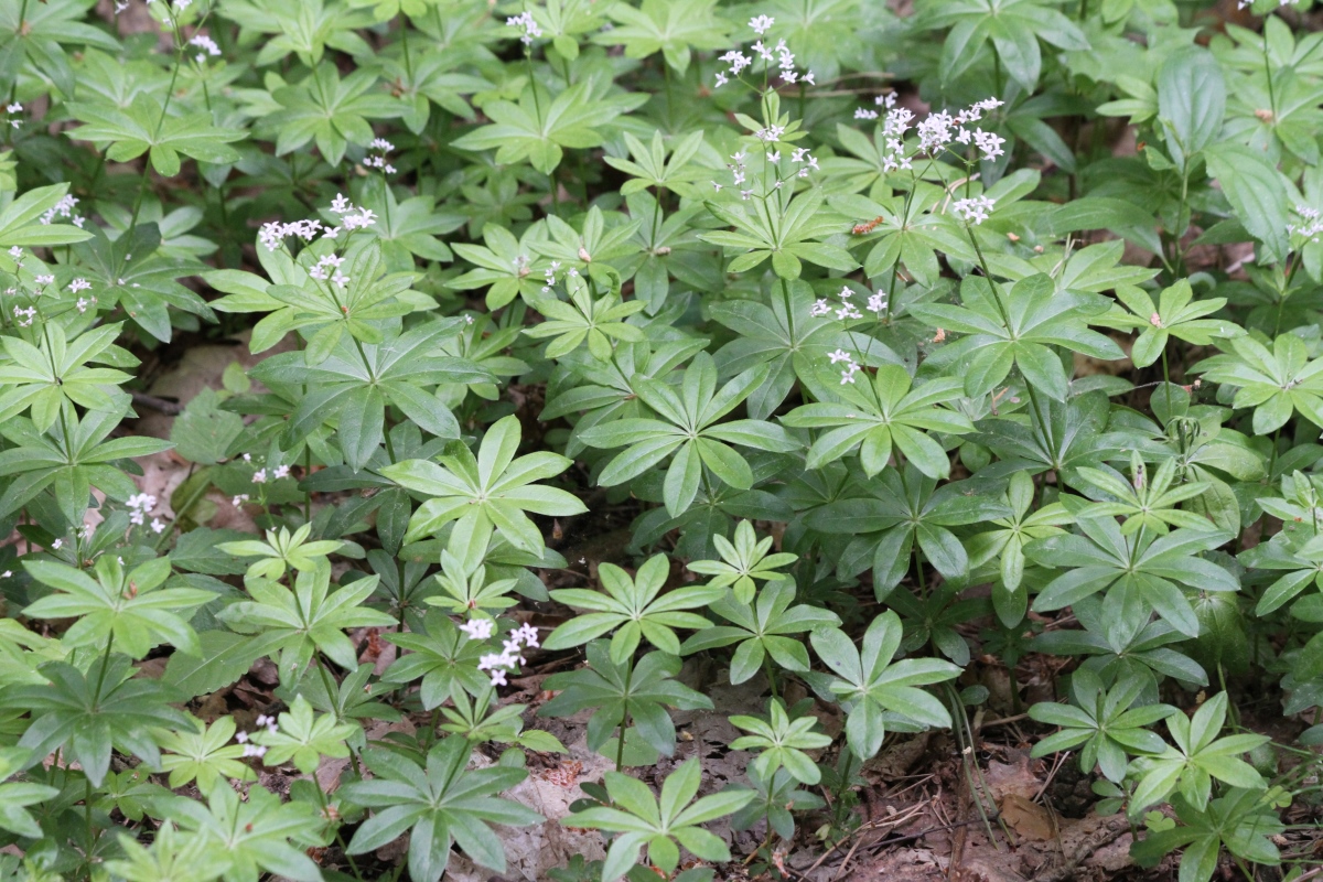 Image of Galium odoratum specimen.