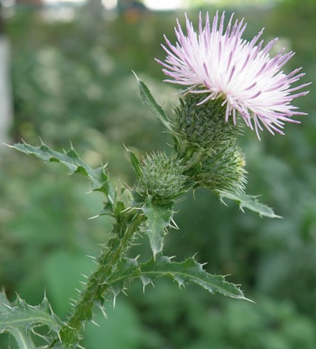 Изображение особи Carduus acanthoides.