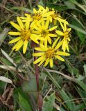 Ligularia hodgsonii