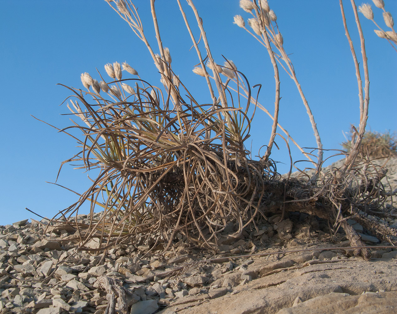 Image of Jurinea stoechadifolia specimen.