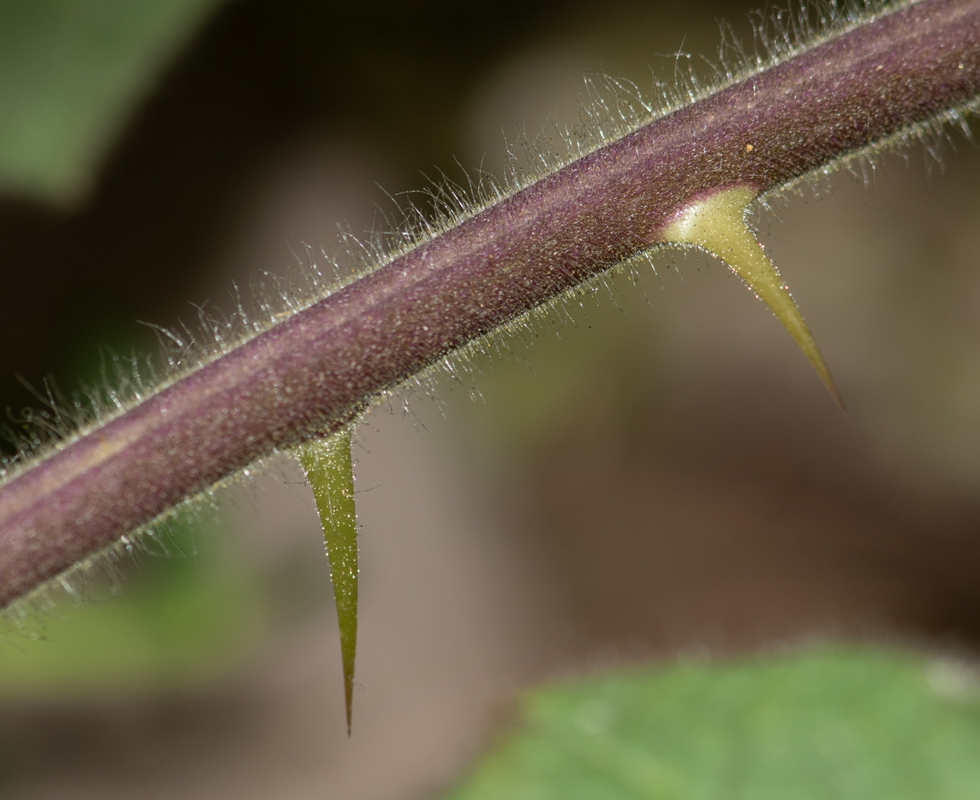 Image of Solanum mammosum specimen.