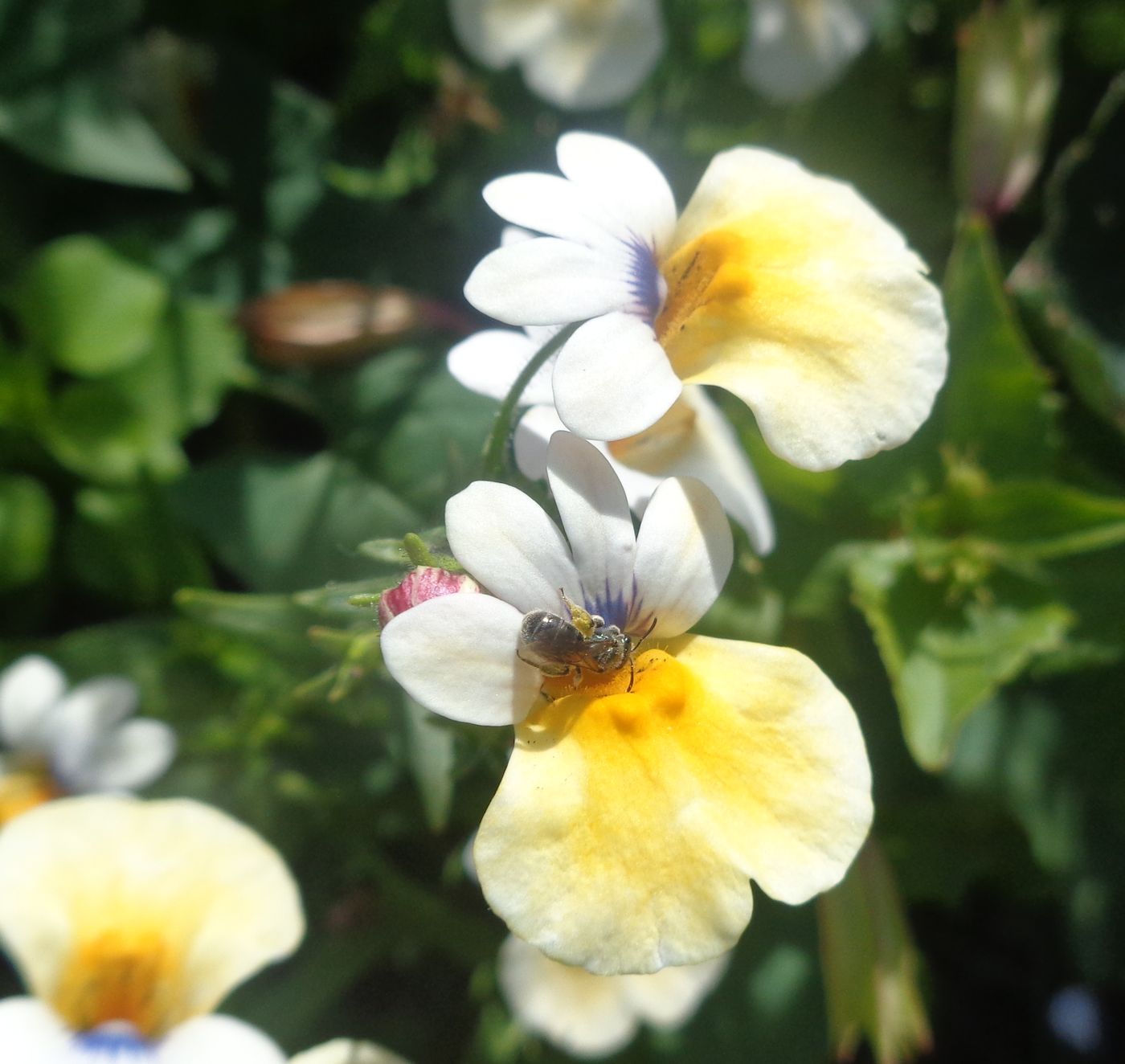 Image of Nemesia strumosa specimen.