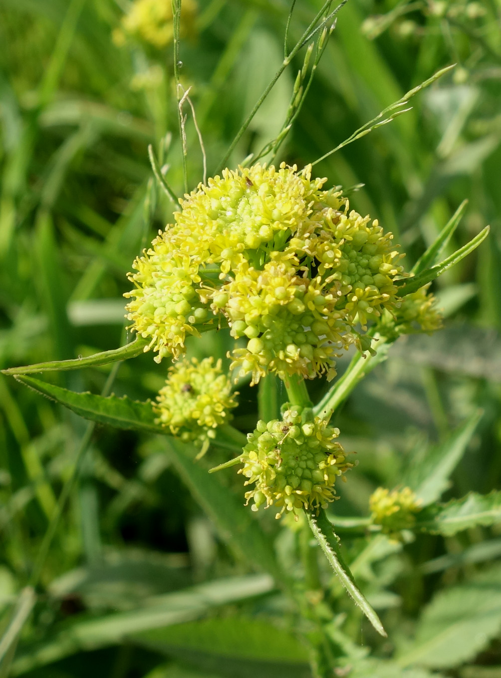 Image of genus Rorippa specimen.