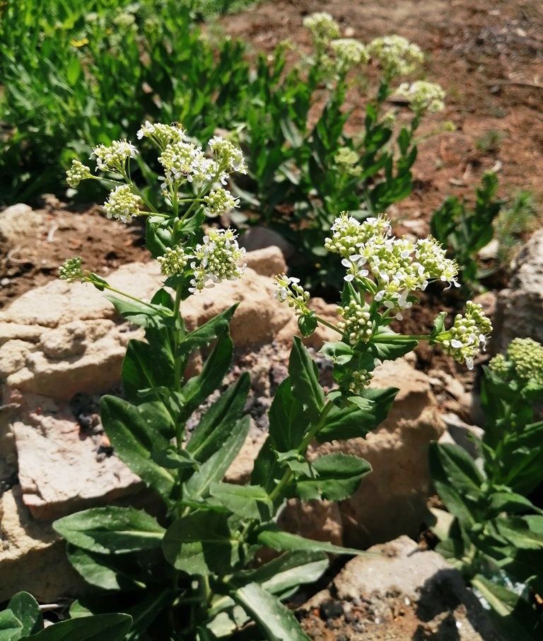 Image of Cardaria draba specimen.