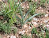 Ornithoglossum vulgare. Цветущее растение (слева - Cleome rubella). Намибия, регион Khoma, 40 км западнее г. Виндгук, плато Khomas, саванновое редколесье, ок. 1900 м н. у. м., очень пологий склон юго-западной экспозиции в 1км севернее границы фермы \"Eagle Rock Guest Farm\". 27.02.2020.