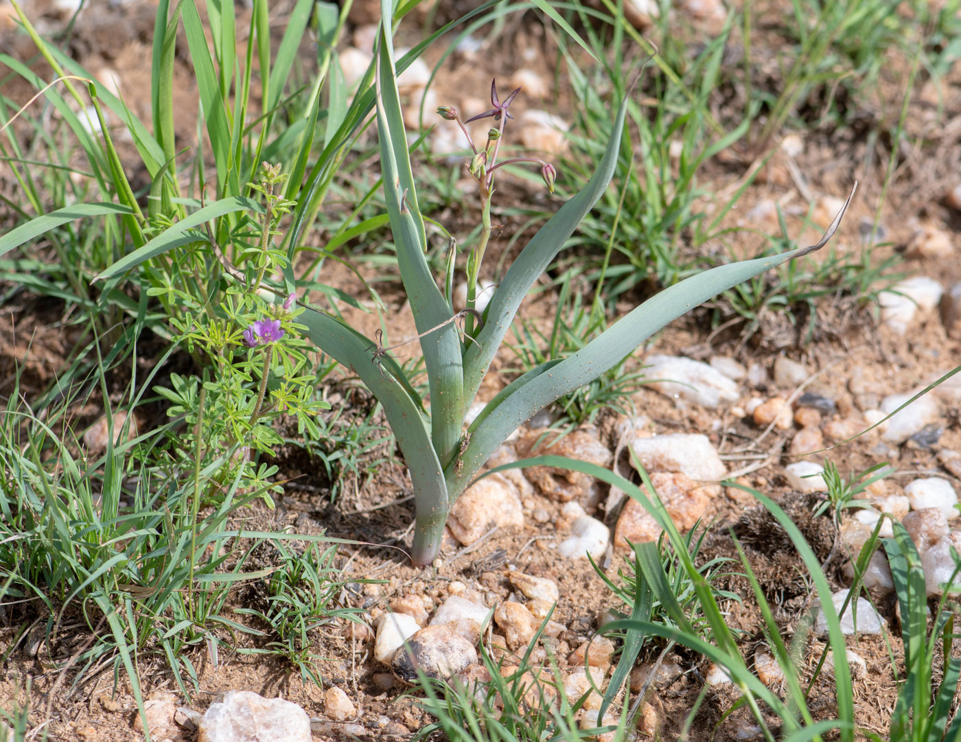 Image of Ornithoglossum vulgare specimen.