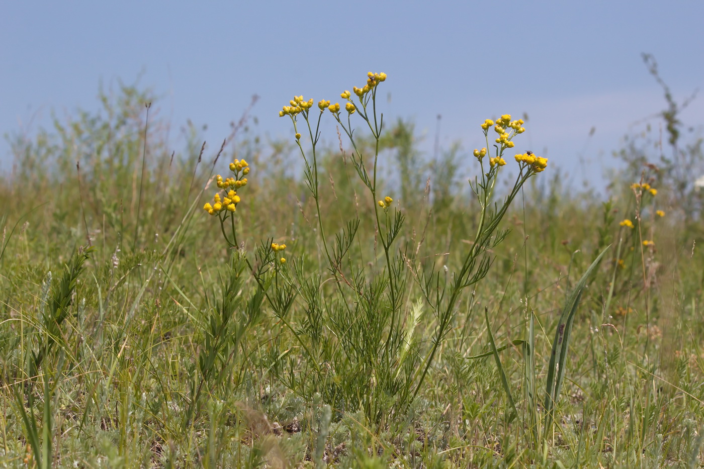 Изображение особи Filifolium sibiricum.