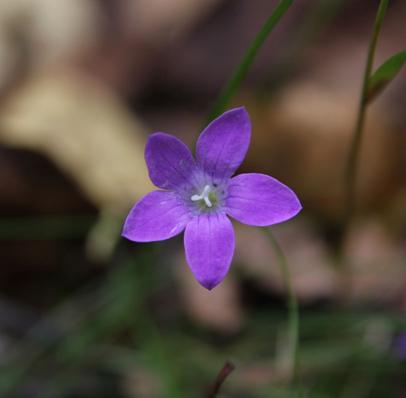 Image of Campanula patula specimen.