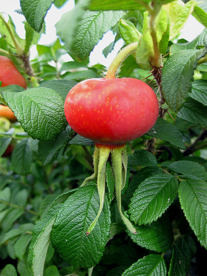 Image of Rosa rugosa specimen.