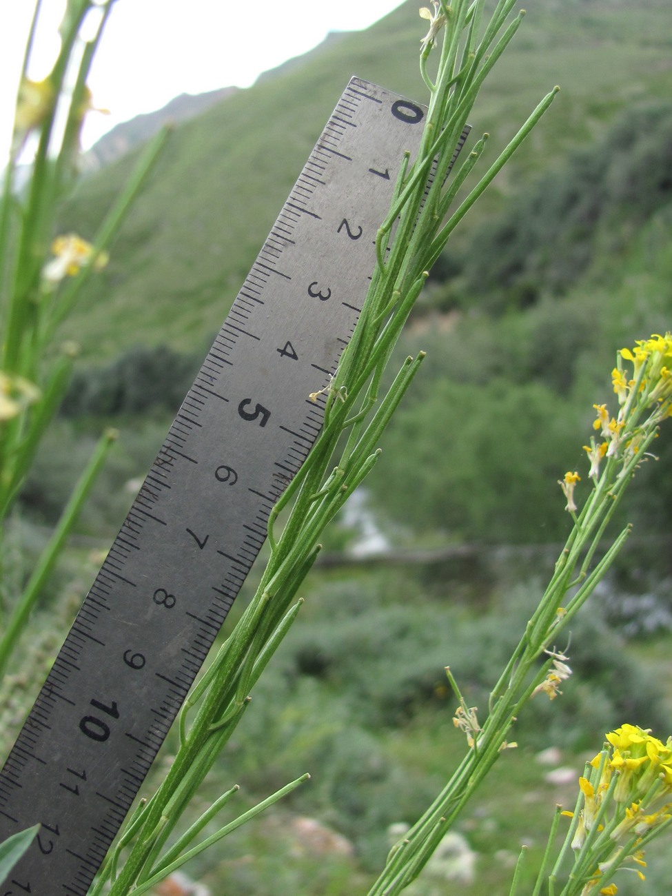 Image of genus Erysimum specimen.