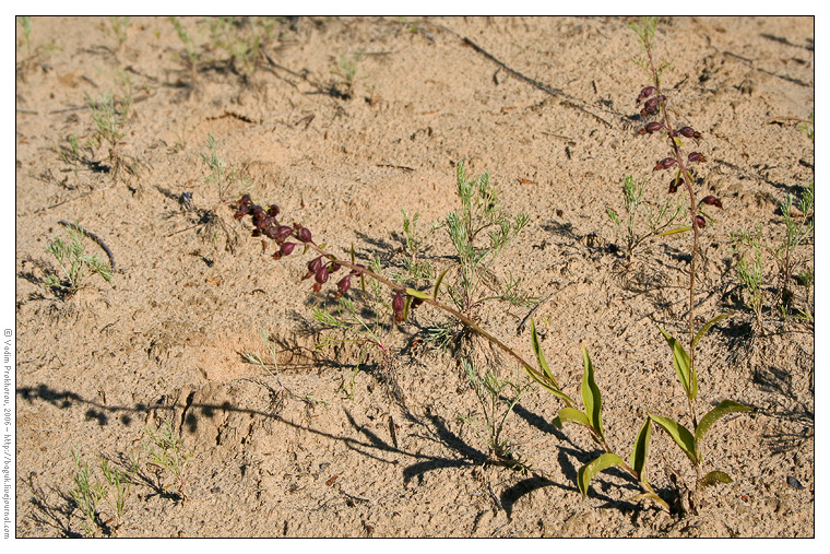 Изображение особи Epipactis atrorubens.