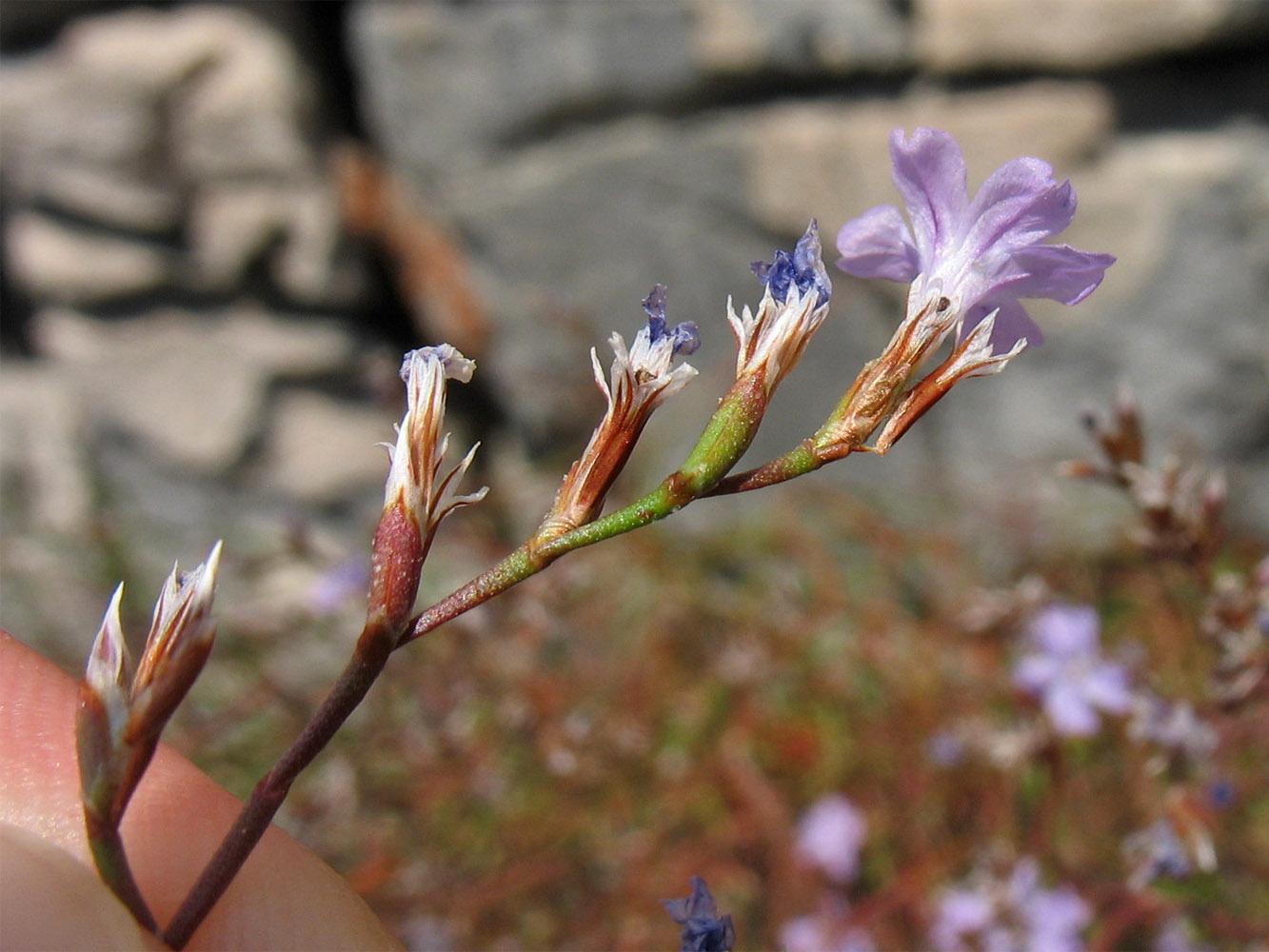 Image of Limonium anfractum specimen.