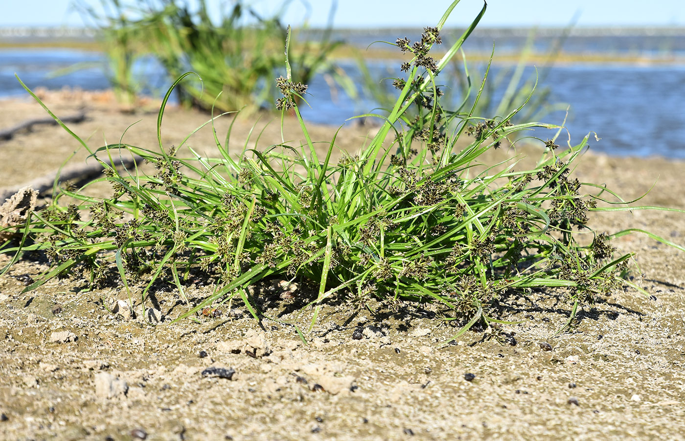 Image of Cyperus fuscus specimen.