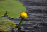 Nuphar lutea