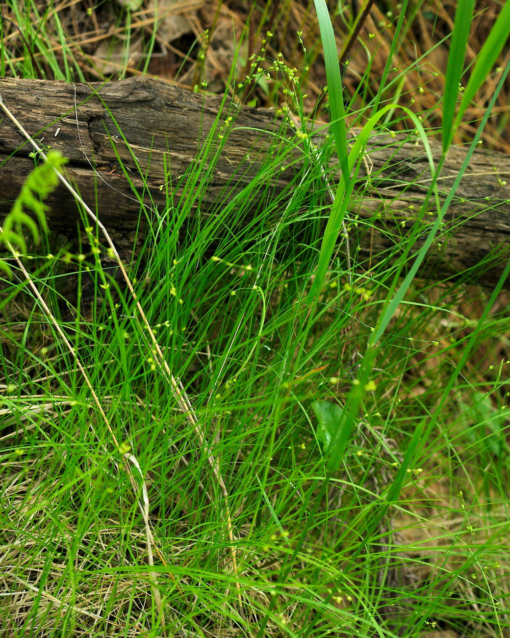 Image of Carex disperma specimen.