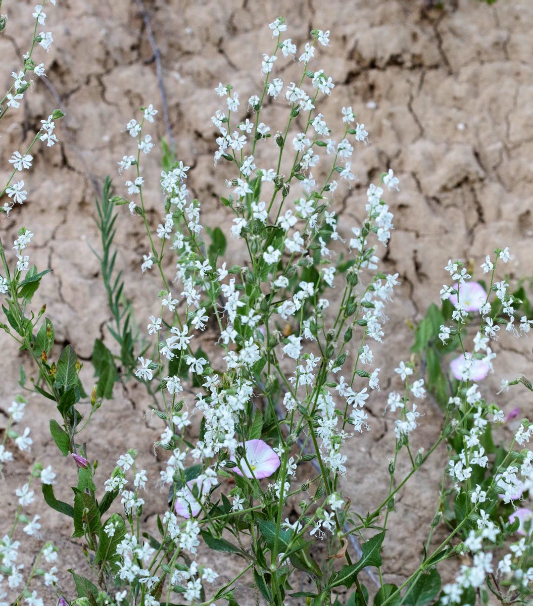 Image of Silene dichotoma specimen.