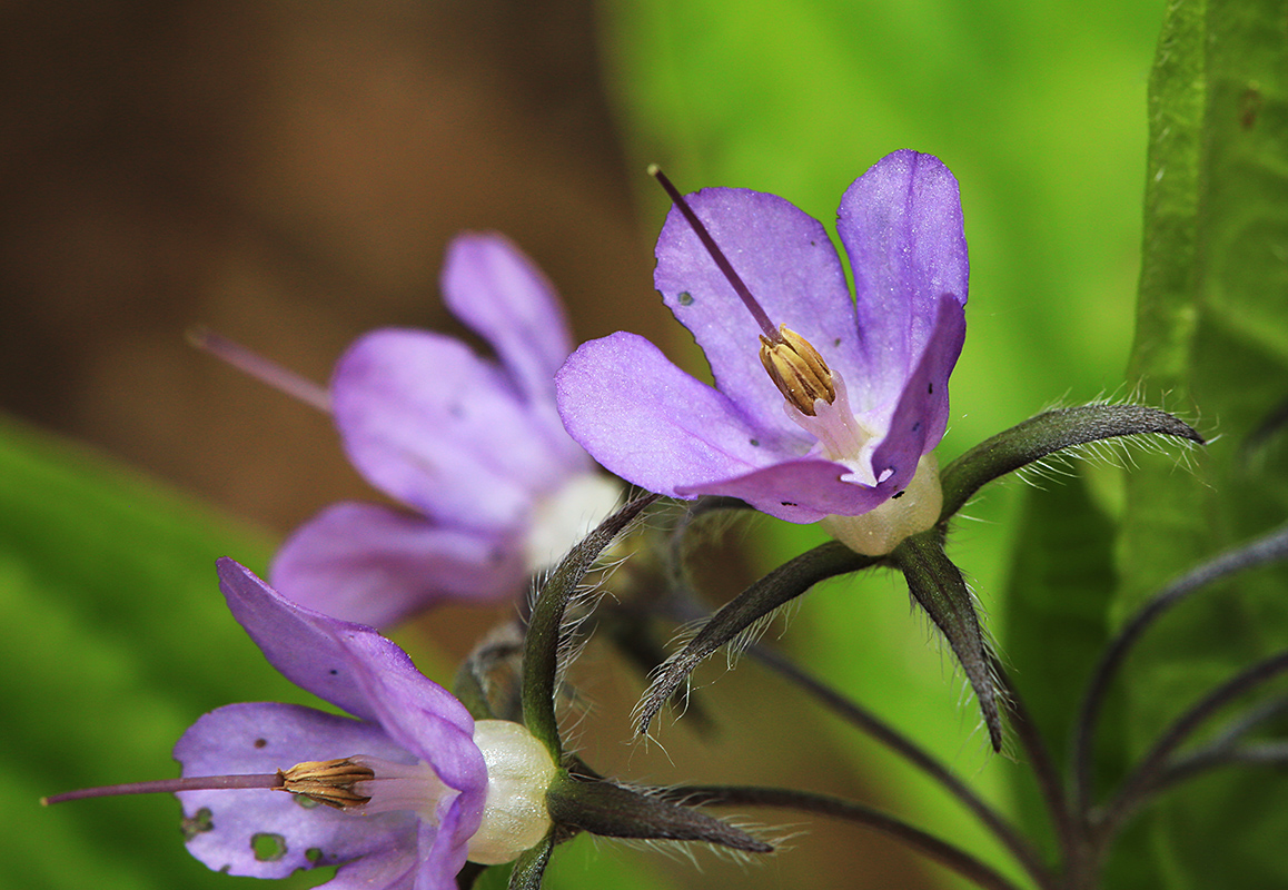 Изображение особи Brachybotrys paridiformis.