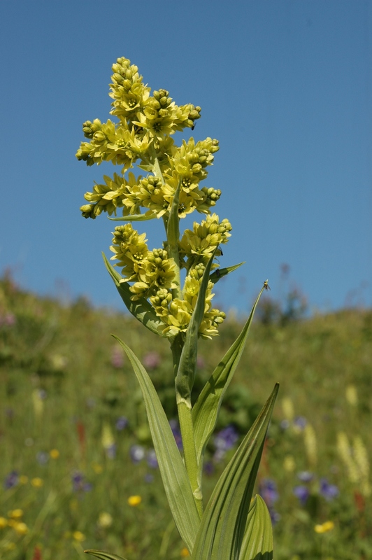 Image of Veratrum lobelianum specimen.