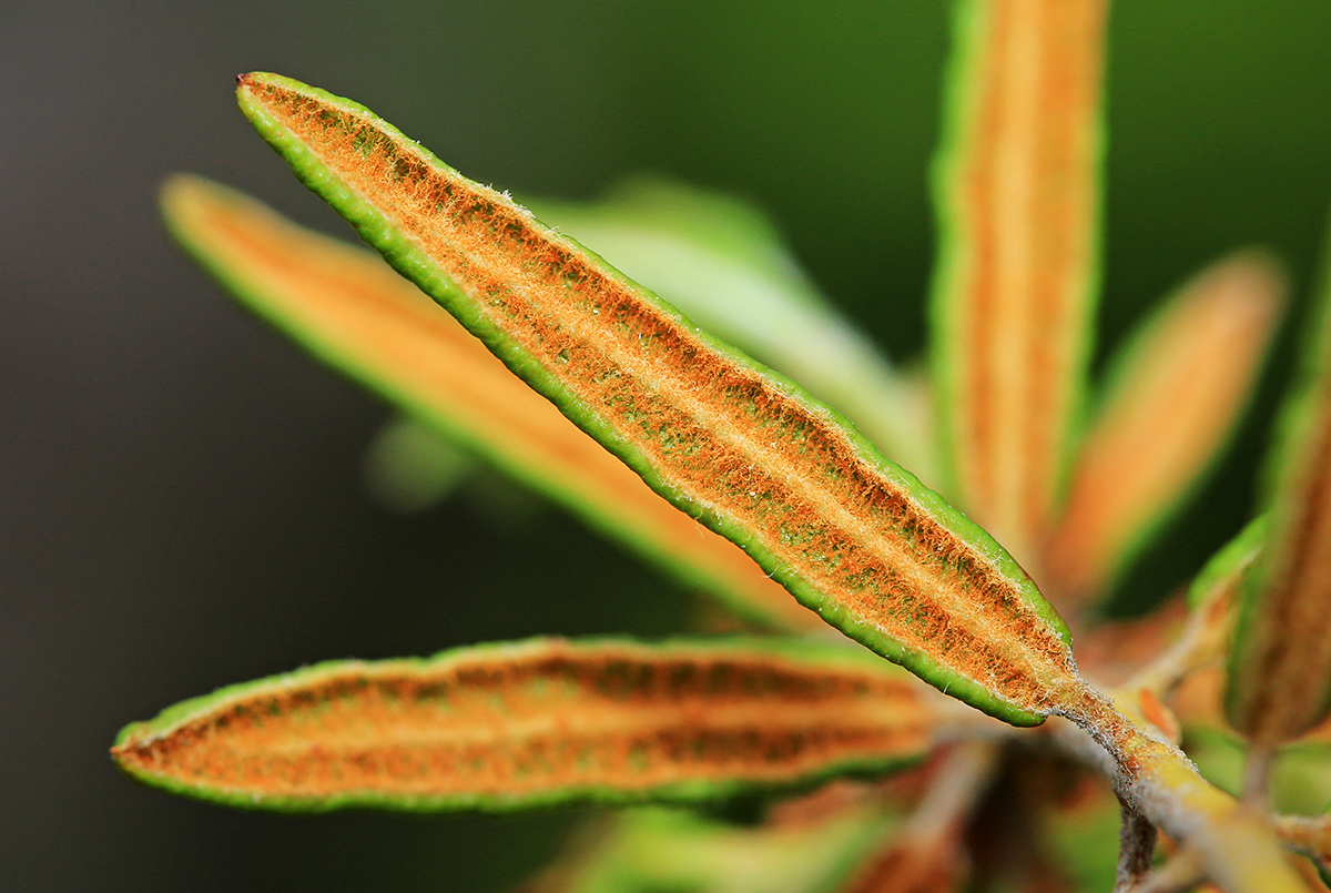 Image of Ledum subulatum specimen.