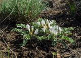 Astragalus testiculatus