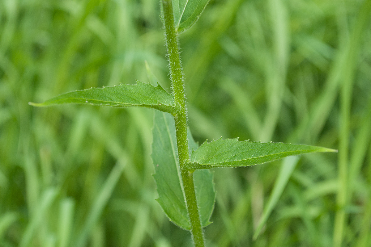 Image of Hesperis sibirica specimen.