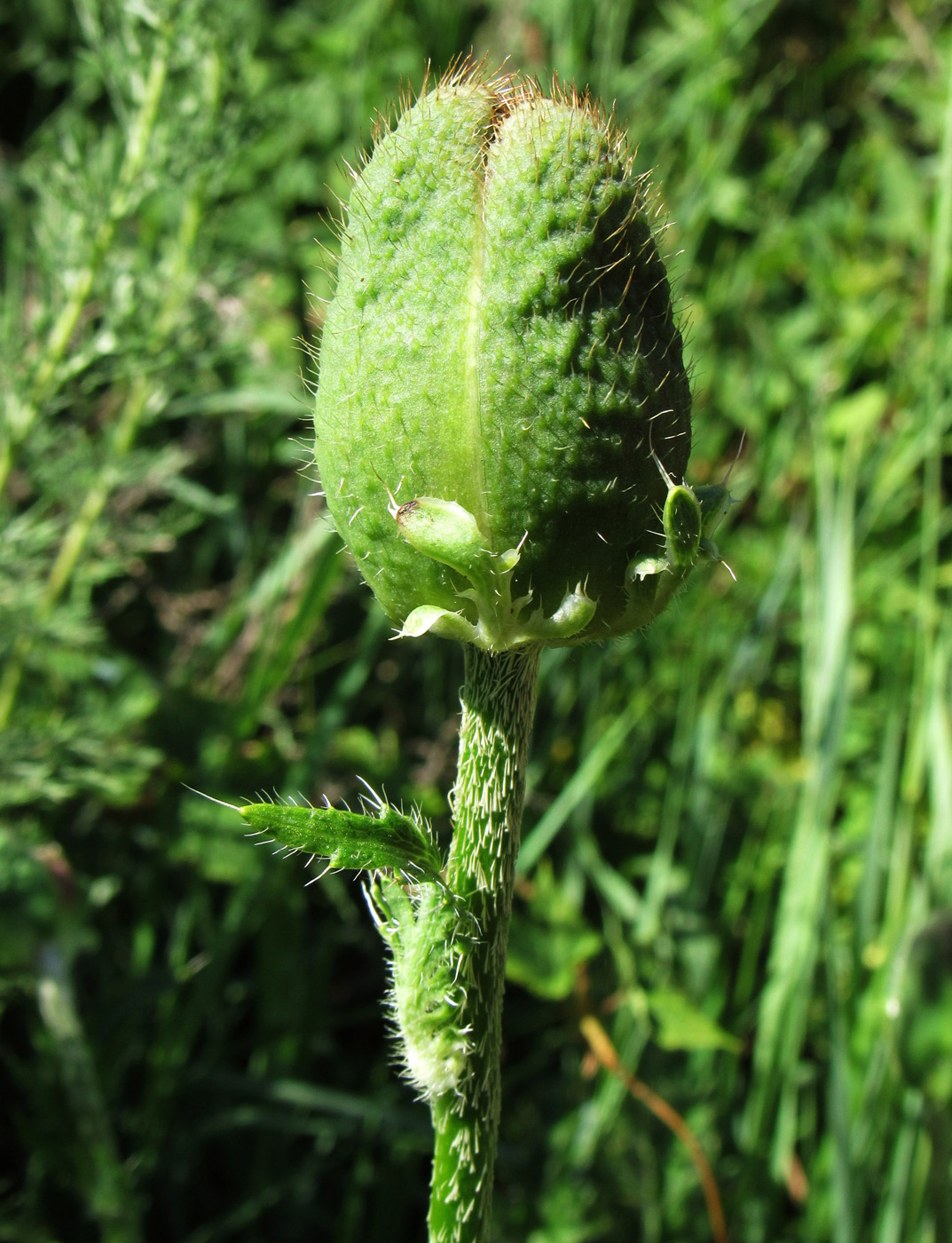 Image of Papaver setiferum specimen.