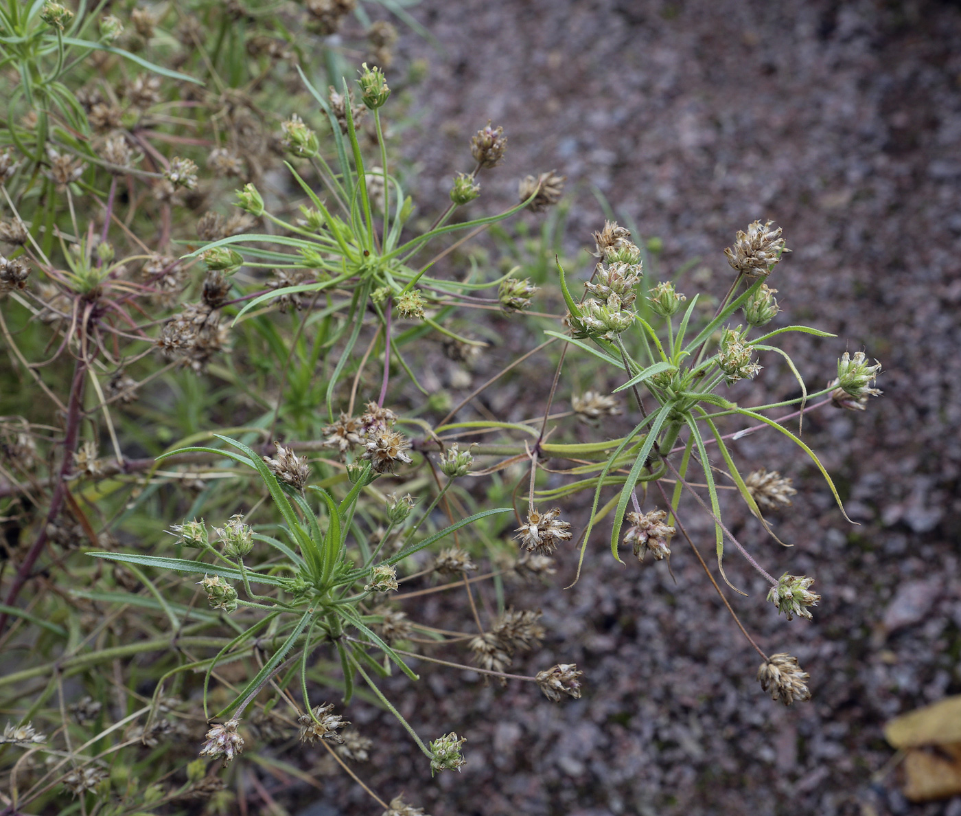 Изображение особи Plantago afra.