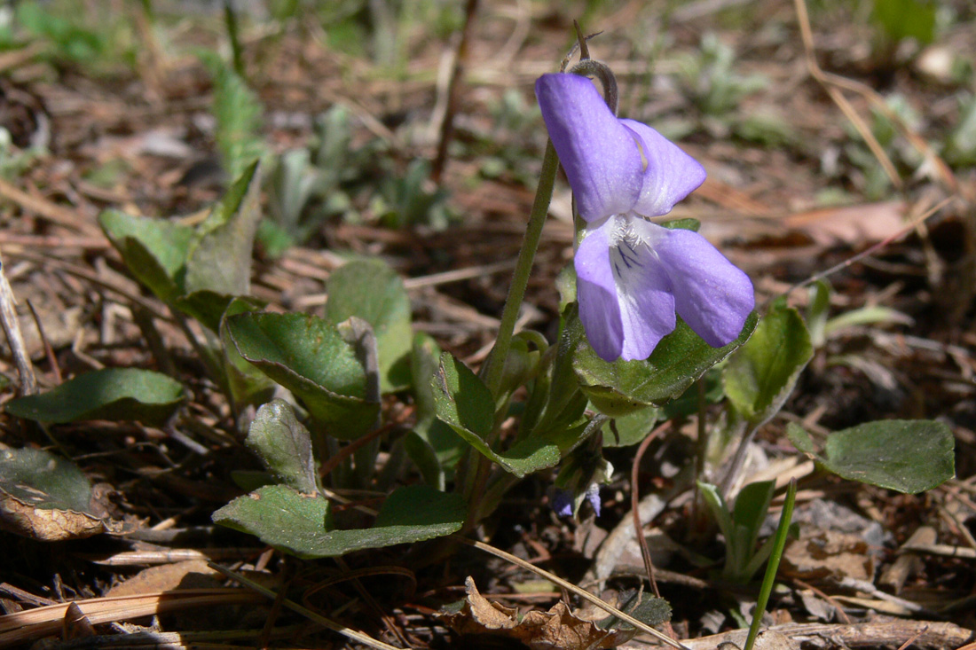 Image of Viola rupestris specimen.