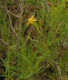 Senecio pinnatus