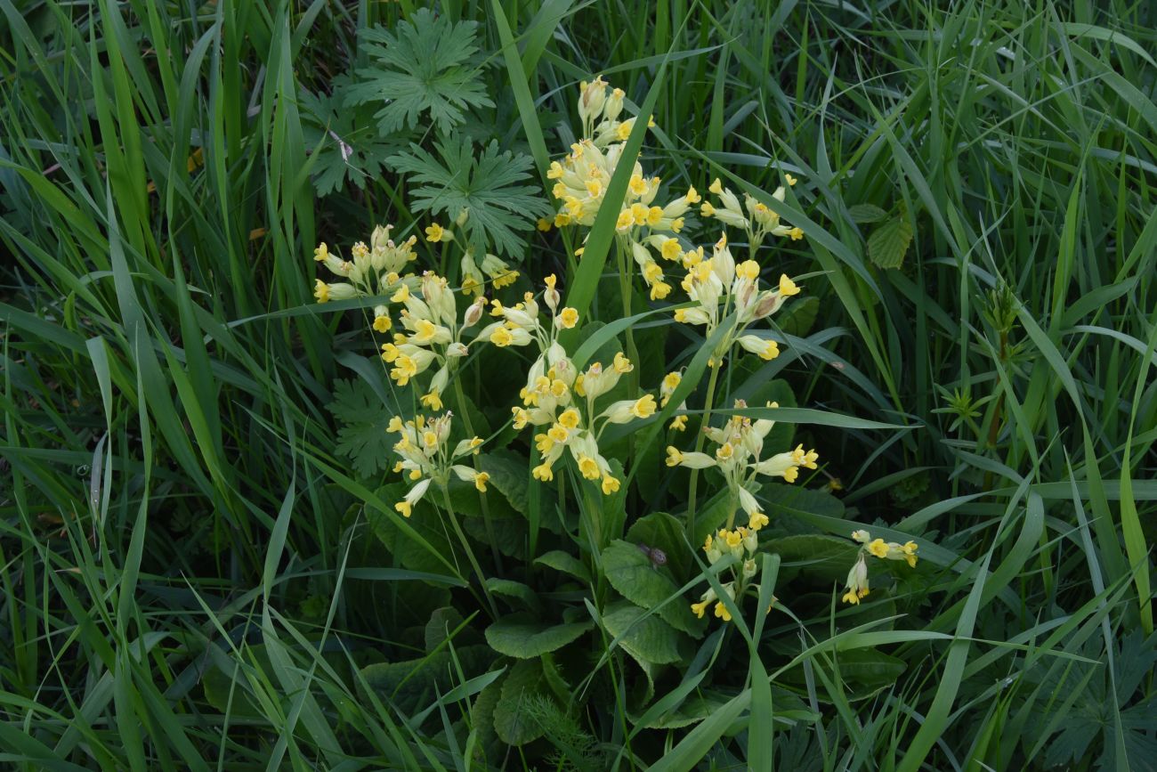 Изображение особи Primula veris.