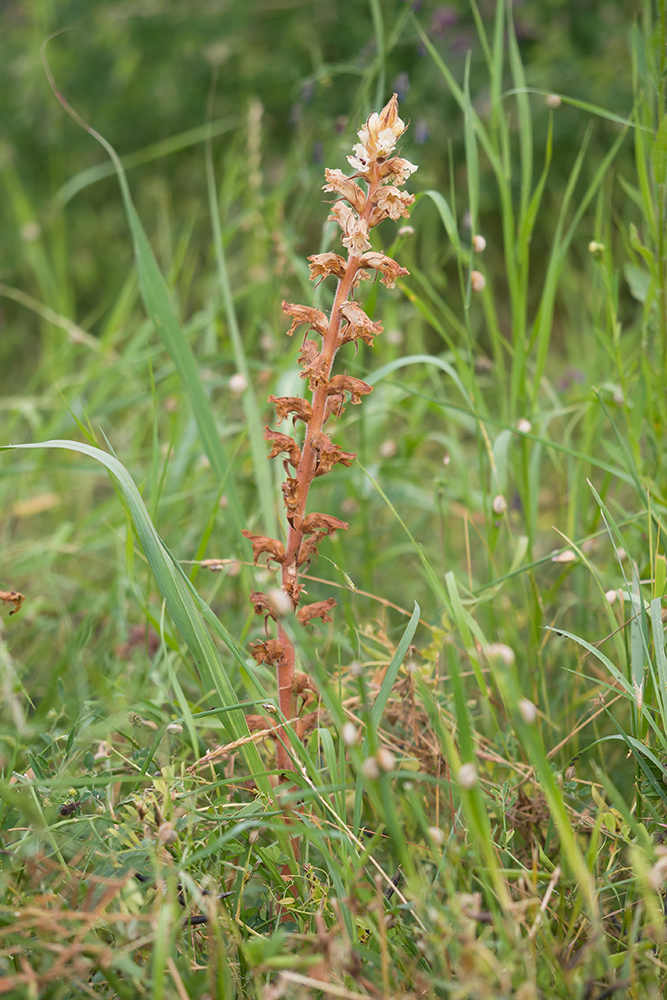 Image of Orobanche crenata specimen.